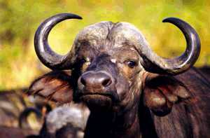 Buffalo