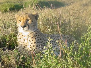 Cheetah