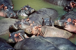 Hippos