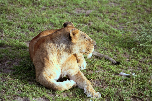 Lion
