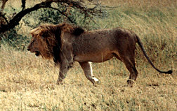 Male Lion