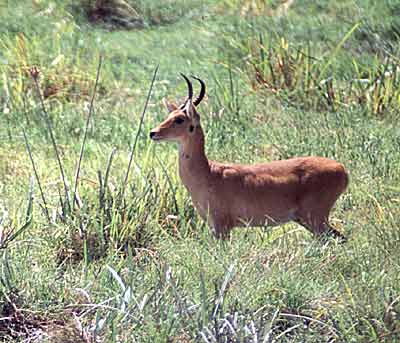 Reedbuck