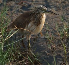 Squacco Heron