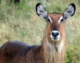 Waterbuck