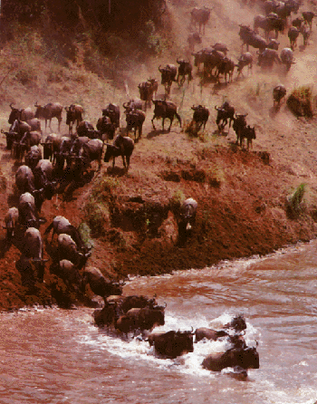 Wildbeest Migration 