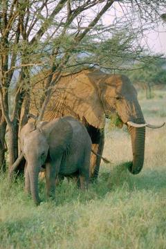 Elephants in Samburu