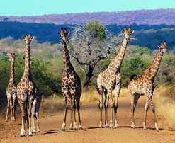Family of Giraffe