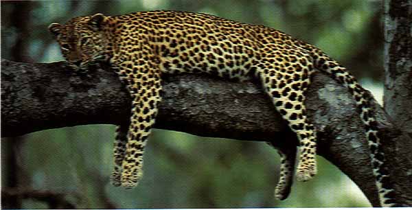 Leopard resting on a tree: Kenya Safari wildlife lodge tours and holiday Kenya Tanzania